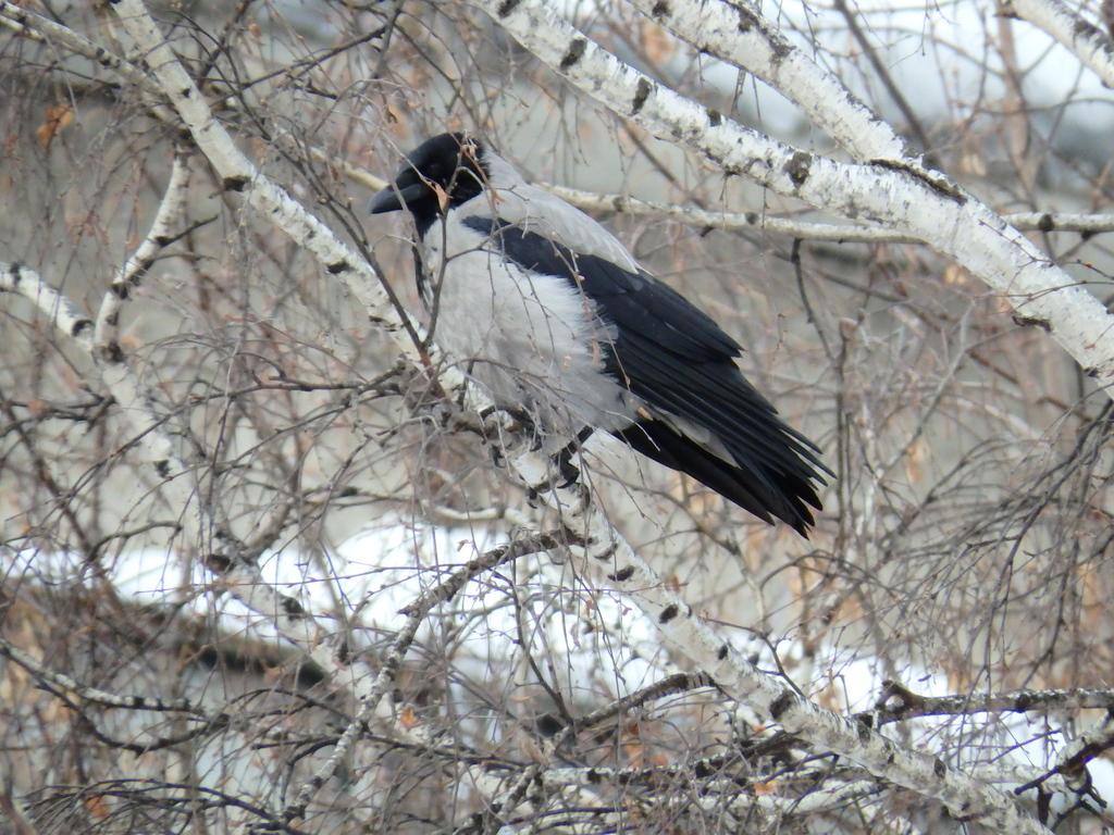 January Crow Hooded Crow from Искитим, Новосибирская обл., Россия on January 15 ...