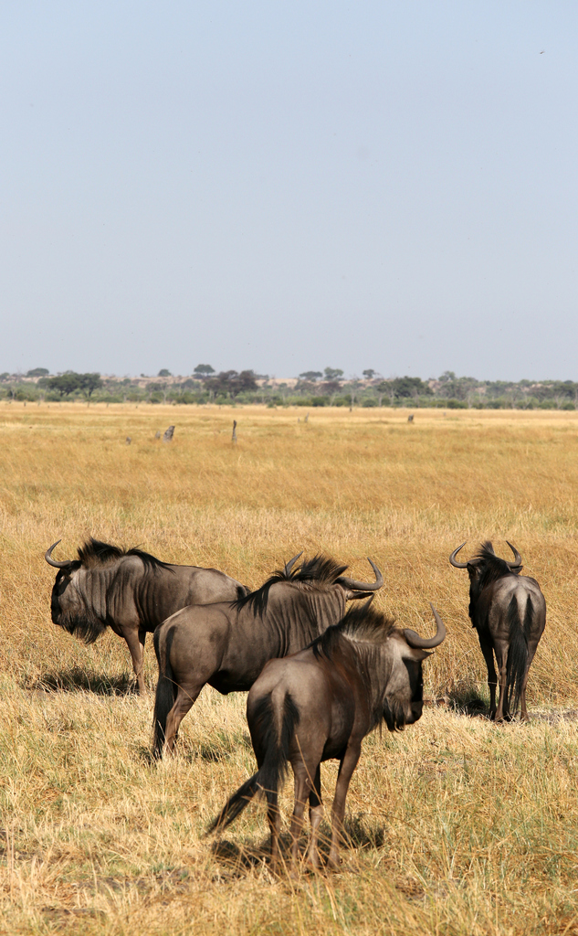 Connochaetes taurinus taurinus, C3P4+7XC, Savuti, Botswana, by gladebier