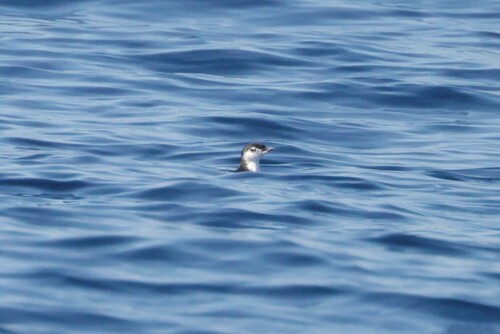 Guadalupe Murrelet (Synthliboramphus hypoleucus), photo 2