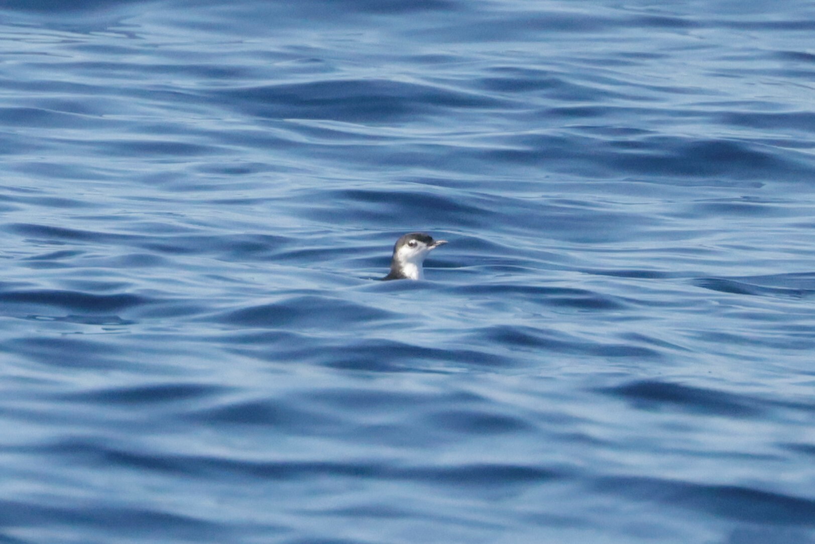 Guadalupe Murrelet (Synthliboramphus hypoleucus), photo 2