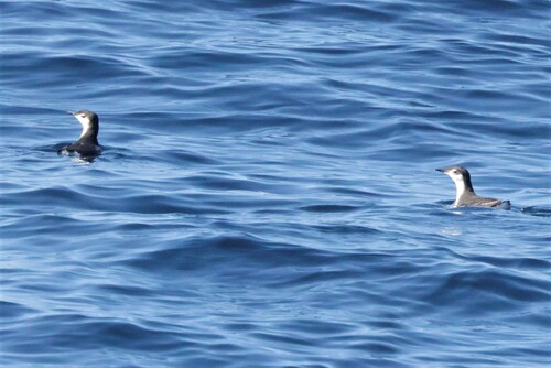 Guadalupe Murrelet (Synthliboramphus hypoleucus), photo 3