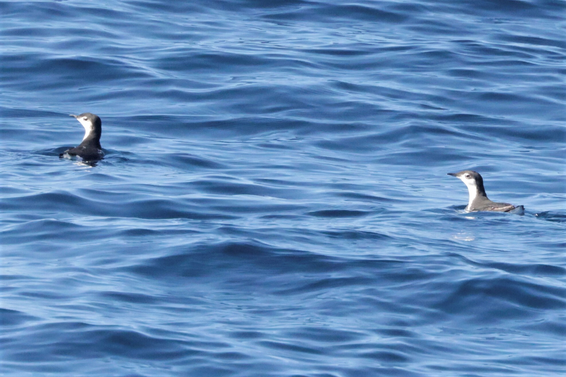 Guadalupe Murrelet (Synthliboramphus hypoleucus), photo 3