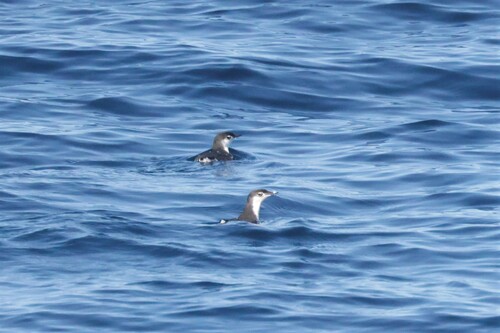 Guadalupe Murrelet (Synthliboramphus hypoleucus), photo 10