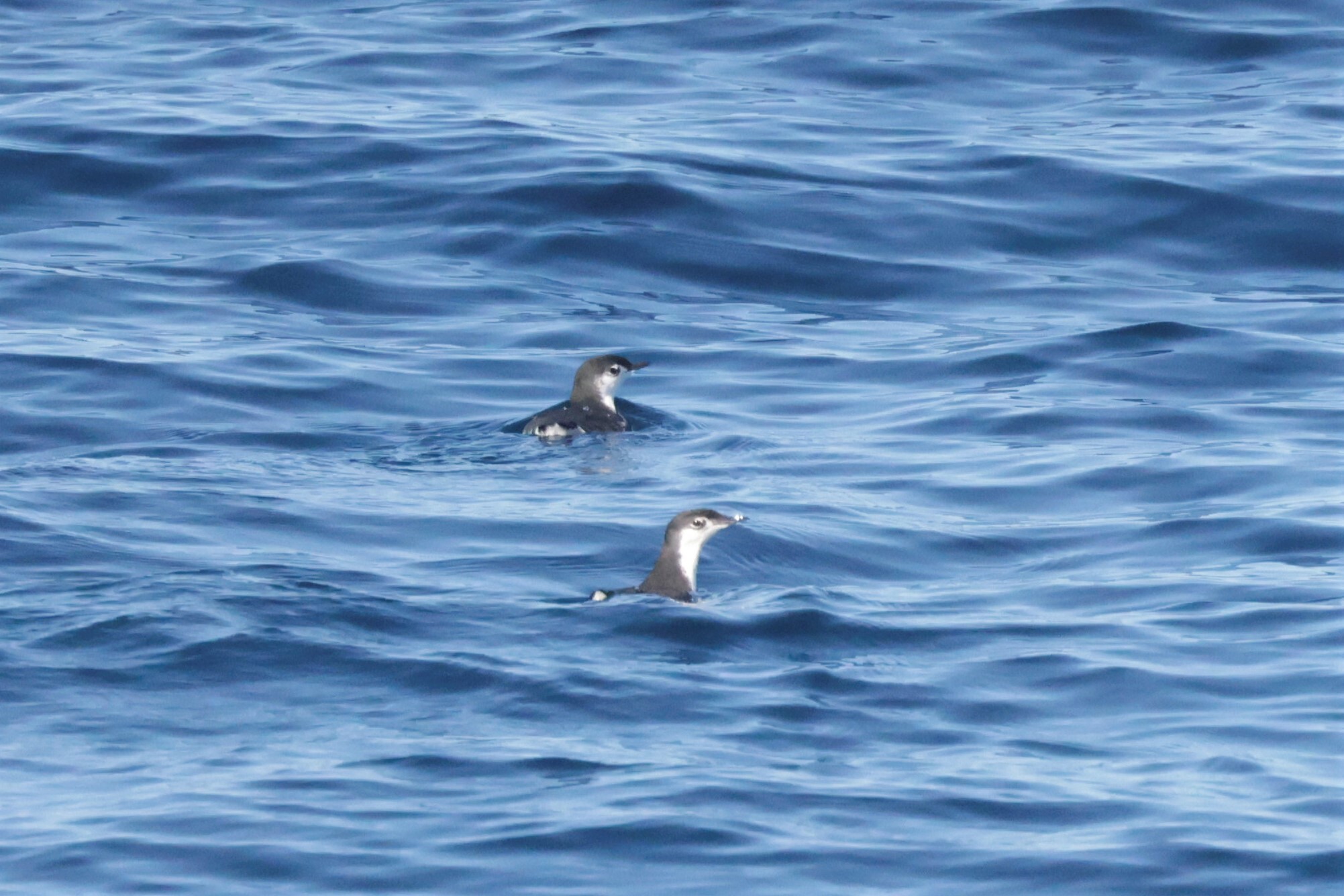 Guadalupe Murrelet (Synthliboramphus hypoleucus), photo 4