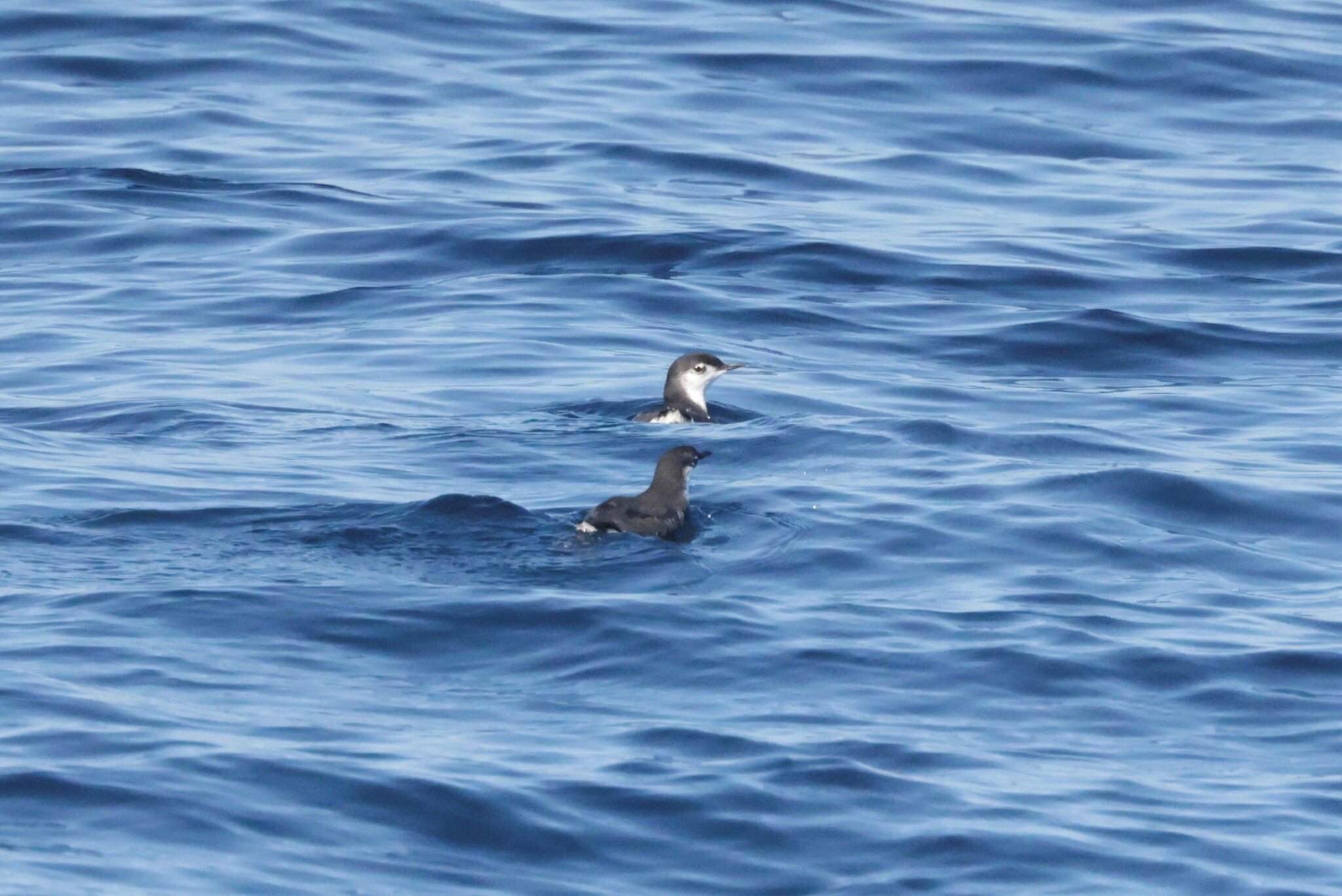 Guadalupe Murrelet (Synthliboramphus hypoleucus), photo 5
