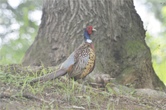 Phasianus colchicus karpowi