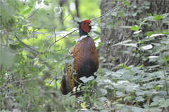 Phasianus colchicus karpowi