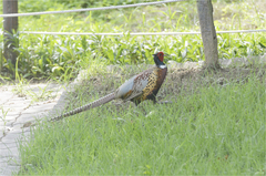 Phasianus colchicus karpowi