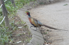 Phasianus colchicus karpowi