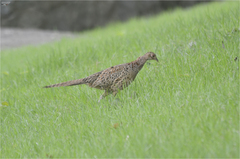 Phasianus colchicus karpowi