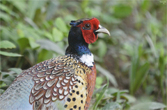 Phasianus colchicus karpowi