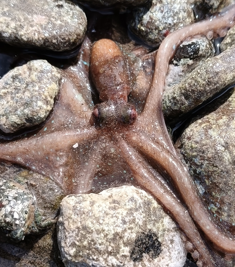 Snakearm Octopus