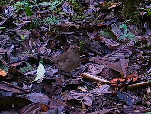 Ecuadorian Thrush (Turdus maculirostris), photo 9