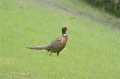 Phasianus colchicus karpowi