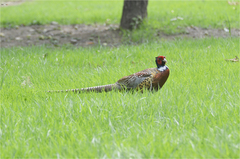 Phasianus colchicus karpowi