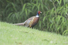 Phasianus colchicus karpowi