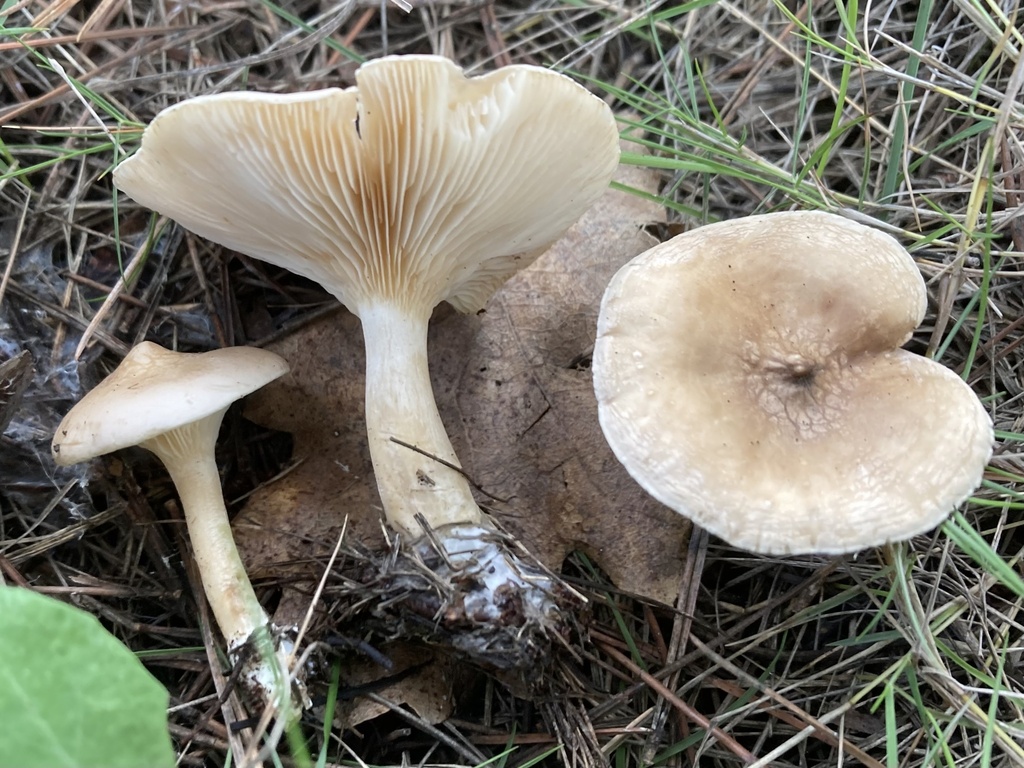 Ampulloclitocybe clavipes · December 2025 · photo: © lucian_clanet (iNaturalist, cc-by)