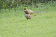 Phasianus colchicus karpowi