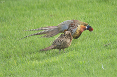 Phasianus colchicus karpowi