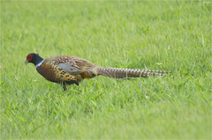 Phasianus colchicus karpowi