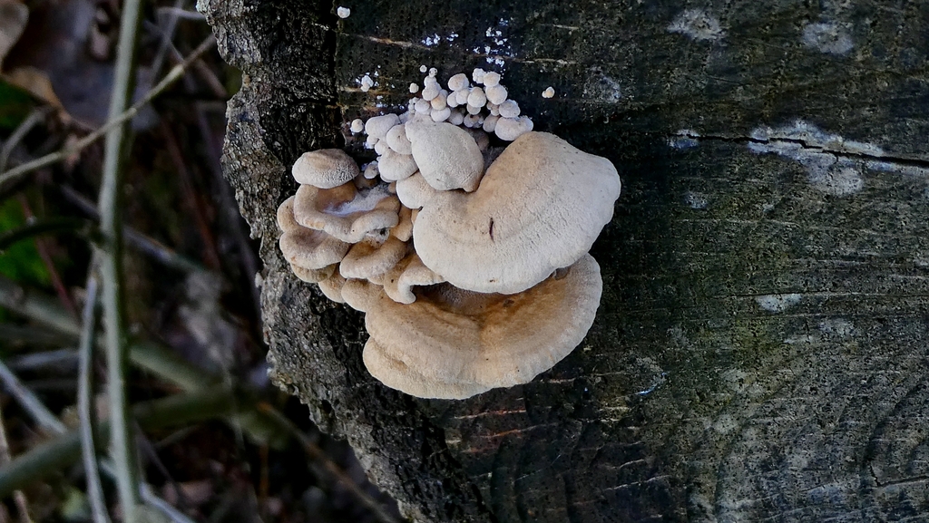 Panellus stipticus · December 2025 · photo: © patricklm35 (iNaturalist, cc0)