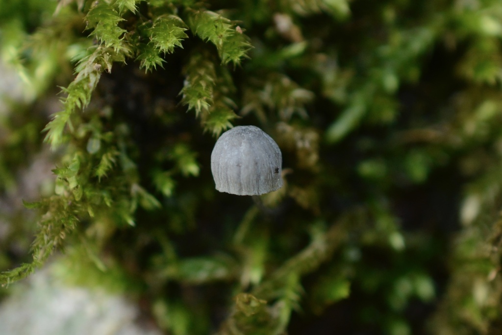 Mycena pseudocorticola · December 2025 · photo: © cryptomarasmius (iNaturalist, cc-by)