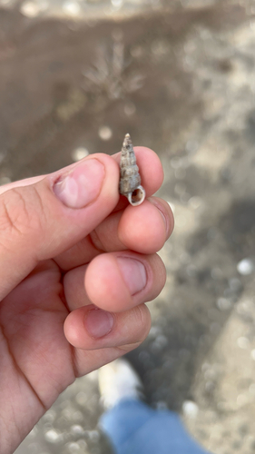 iNaturalist observation photo of California Horn Snail