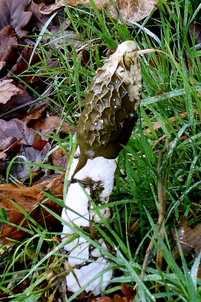 Phallus impudicus · December 2025 · photo: © patricklm35 (iNaturalist, cc0)