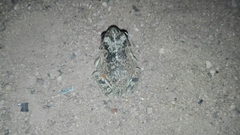 Pleurodema brachyops