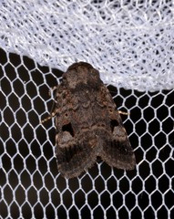 Thoracolopha flexirena