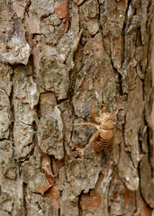 Neocicada hieroglyphica