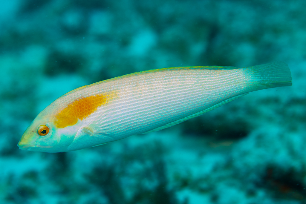 Lined coris (Coris ballieui) — Labridae