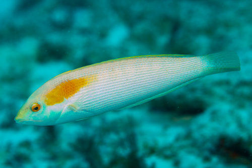 Bleke lipvis (Coris ballieui) — Labridae