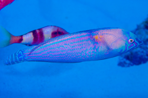Lined coris (Coris ballieui) — Labridae — 5