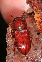 Uloma impressa