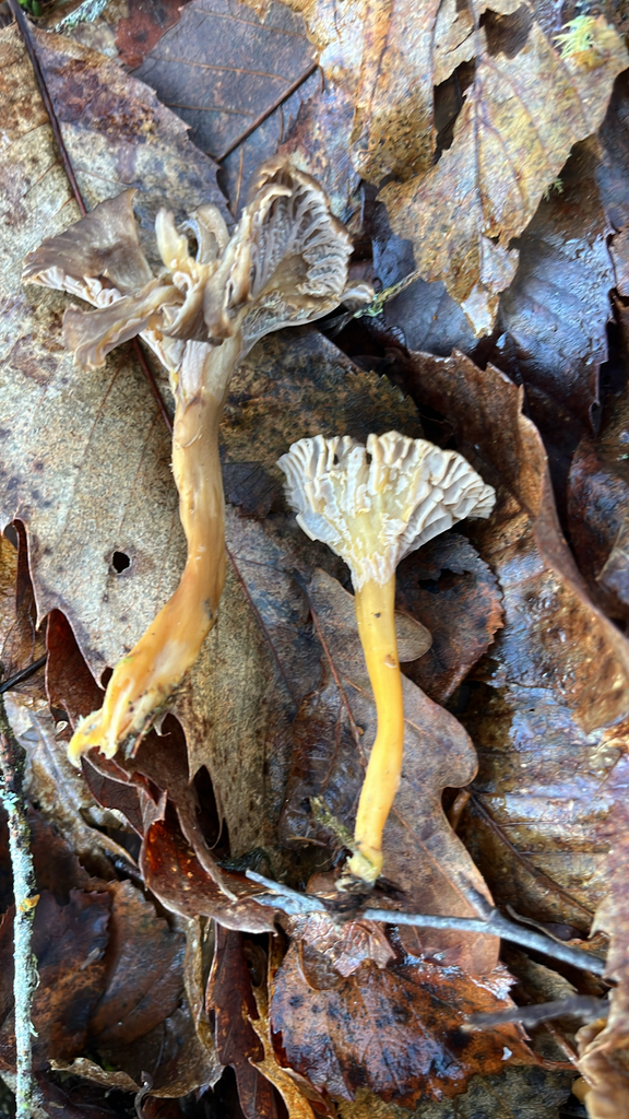 Craterellus tubaeformis · December 2025 · photo: © daniel_castanhal (iNaturalist, cc-by)