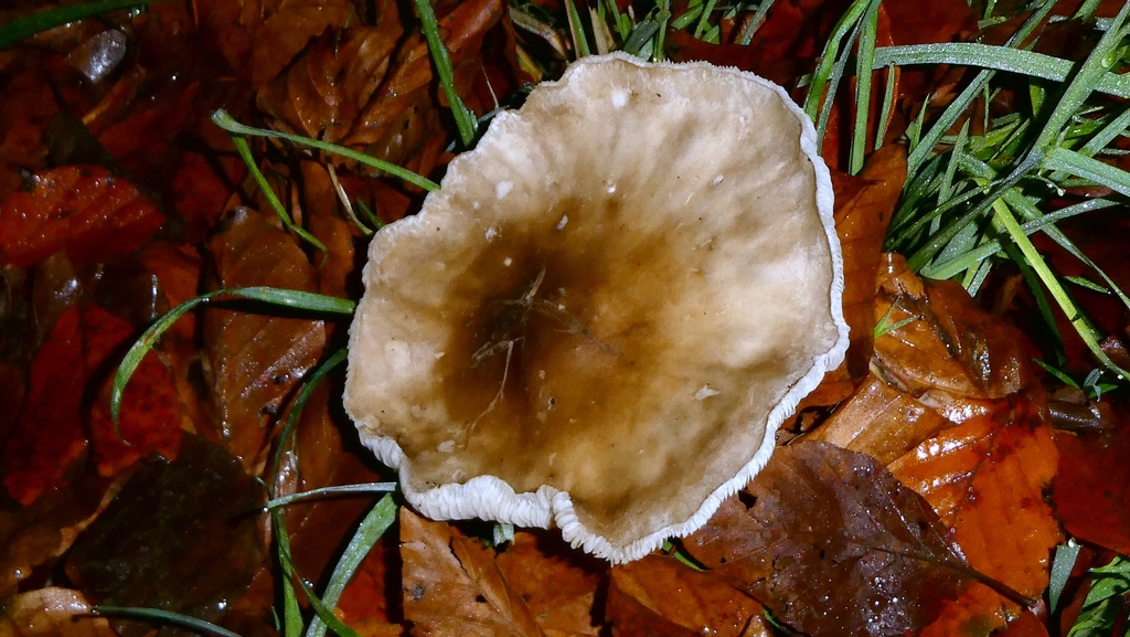 Clitocybe nebularis · December 2025 · photo: © patricklm35 (iNaturalist, cc0)