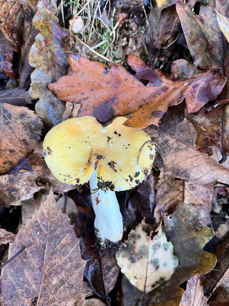 Russula ochroleuca · December 2025 · photo: © daniel_castanhal (iNaturalist, cc-by)