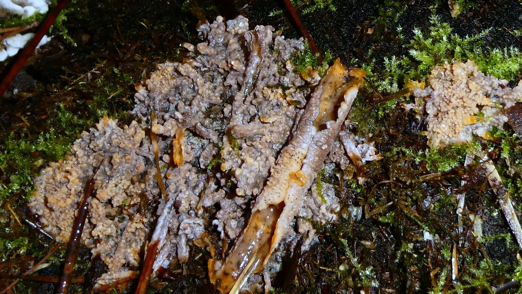 Phlebia radiata · December 2025 · photo: © patricklm35 (iNaturalist, cc0)
