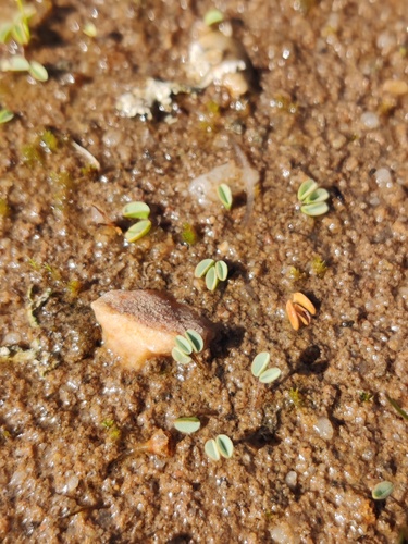 Eye Sorrel (Oxalis oculifera)
