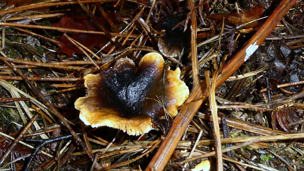 Hygrophoropsis aurantiaca · December 2025 · photo: © patricklm35 (iNaturalist, cc0)