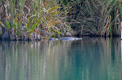 Alligator mississippiensis