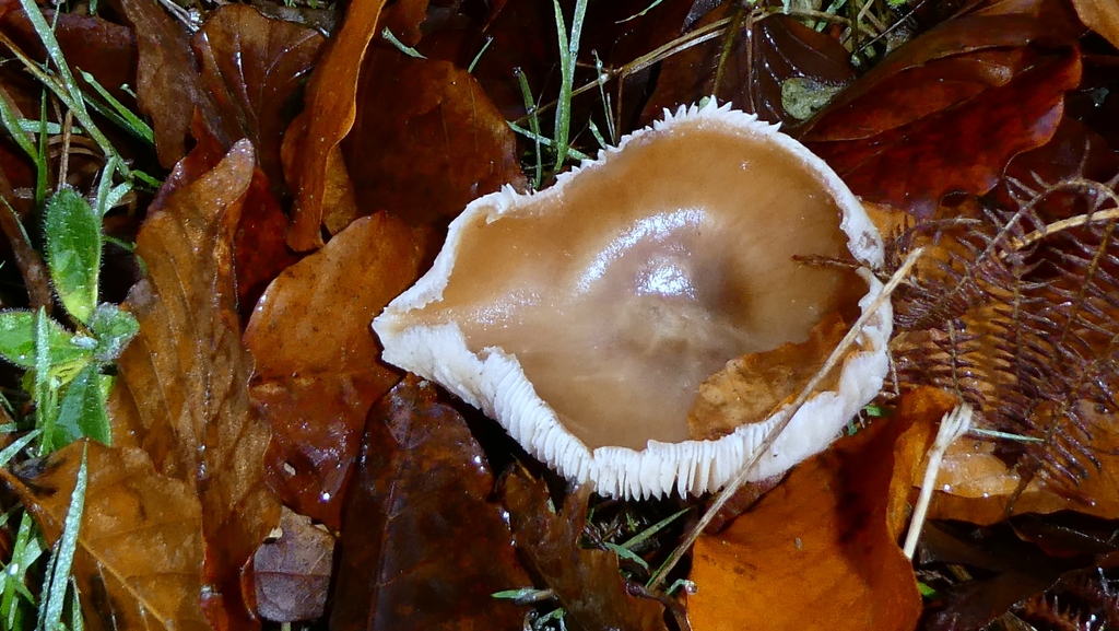 Rhodocollybia asema · December 2025 · photo: © patricklm35 (iNaturalist, cc0)
