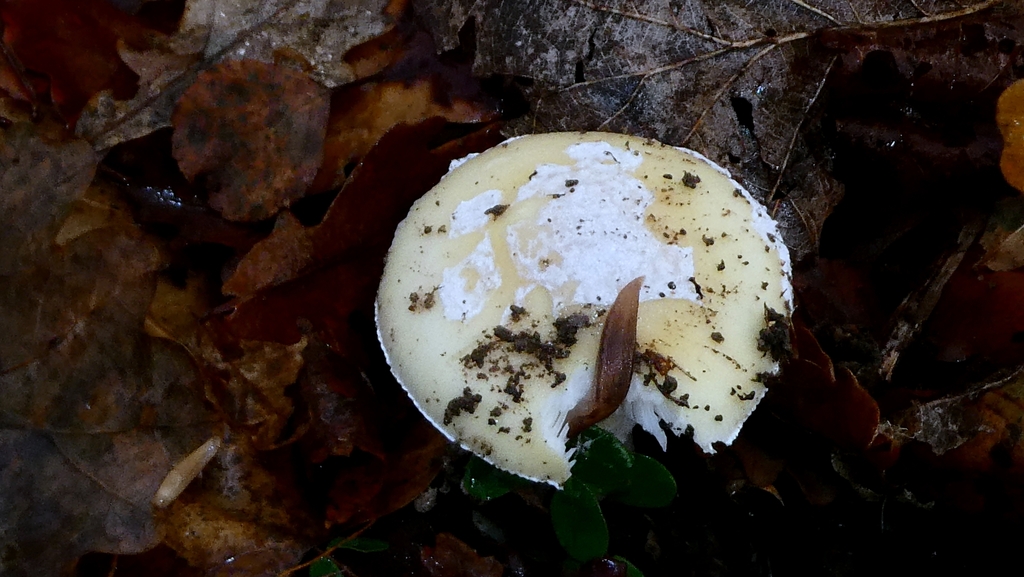 Amanita junquillea · December 2025 · photo: © patricklm35 (iNaturalist, cc0)