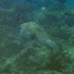 Diodon hystrix