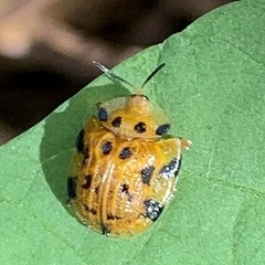 Laccoptera impressa