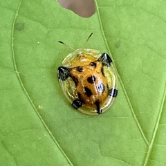 Aspidimorpha punctum