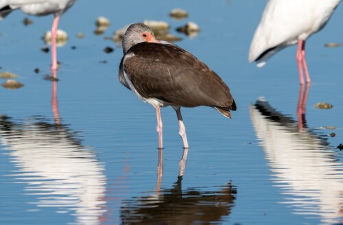 White Ibis