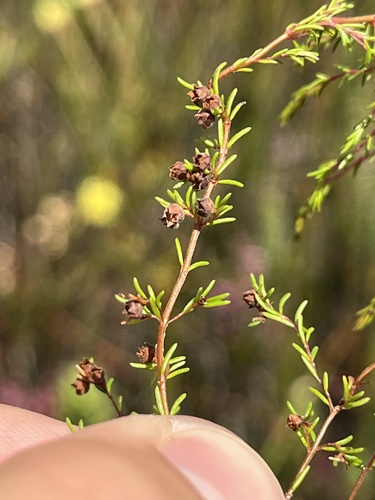Mud Heath (Erica limosa)