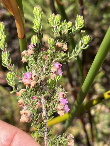 Soft Heath (Erica mollis)